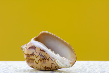 Naklejka premium Sea shell on a yellow background. Beautiful seashells on the beach. A pearl lies on a white table.