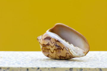 Sea shell on a yellow background. Beautiful seashells on the beach. A pearl lies on a white table.