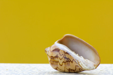 Sea shell on a yellow background. Beautiful seashells on the beach. A pearl lies on a white table.