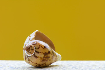 Sea shell on a yellow background. Beautiful seashells on the beach. A pearl lies on a white table.