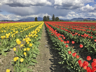 Farm With Yellow And Red Tulips