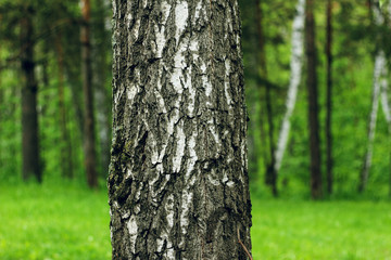 Birch against the background of the forest in summer
