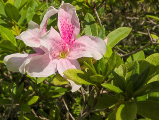 Obraz na płótnie Canvas HDR Azalea flower