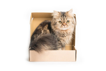 Young persian cat in box with white background