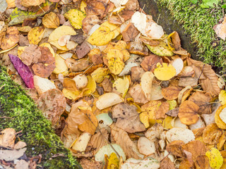 Colorful dry leaves in autumn season