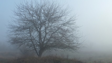 Obraz na płótnie Canvas Lonely tree in morning fog
