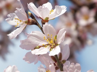 Almond blossom background. 
