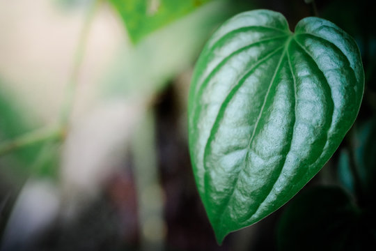 Piperaceae close up on background