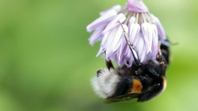 Two big bumblebee sleep on a flower