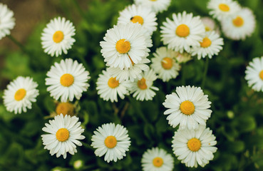 A small field of daisies