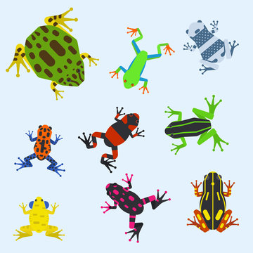 Frog cartoon tropical animal cartoon amphibian mascot character wild vector illustration.