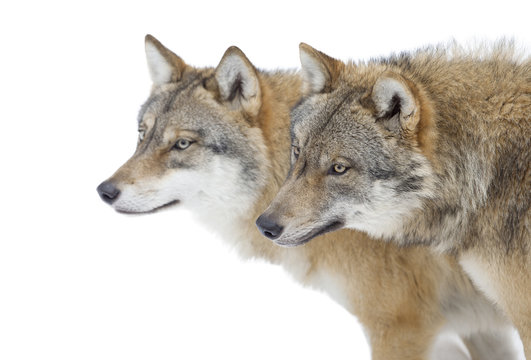 Fototapeta Two Grey wolves
