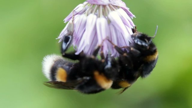Two big bumblebee sleep on a flower