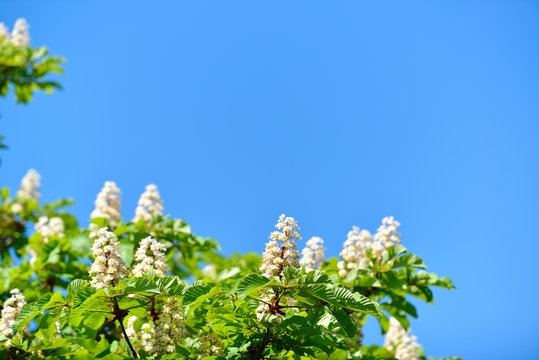 branches of blossoming chestnut tree with sun beams against blue sky