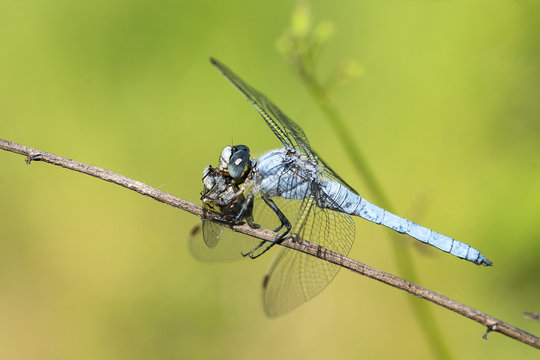 Libellula con preda