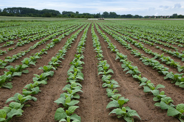 Fototapeta na wymiar Agriculture / Tobacco Plantation / Growing tobacco