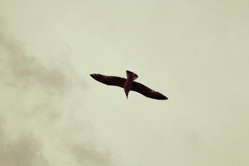 Bird in sky