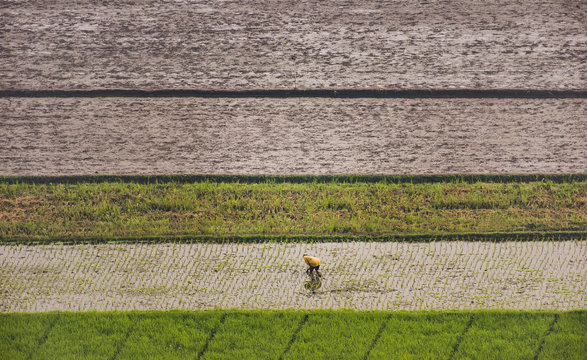 Rice Farmland