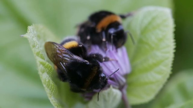 Two big bumblebee sleep on a flower