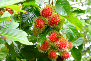 Red rambutan fruit with green hair on the tree.