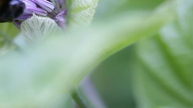 Two big bumblebee sleep on a flower
