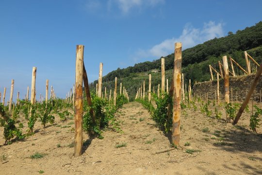 vineyard in Cinque Terre, Italy with young grapevines