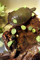 North American Painted Turtle