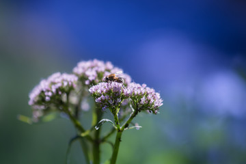 Plante sauvage sur fond bleu et vert très doux