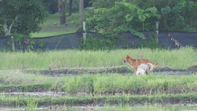 dogs are mating in the paddy field