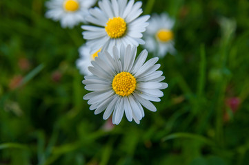 Obraz premium Chamomile garden white flowers of German chamomile daisy.
