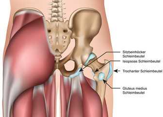 Schleimbeutel der Hüfte, Anatomische vektor illustration