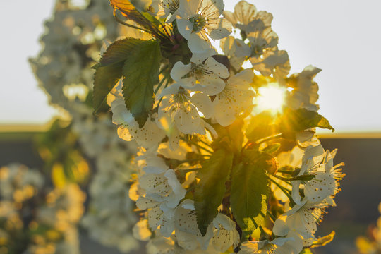 Cherry blossoms with back light sun