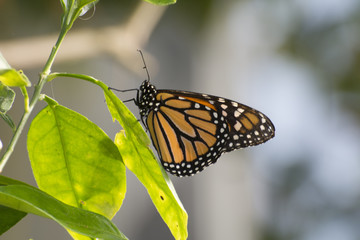 Butterfly 2017-57 / Monarch on a leaf