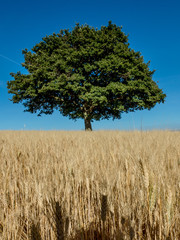 campo di grano con quercia