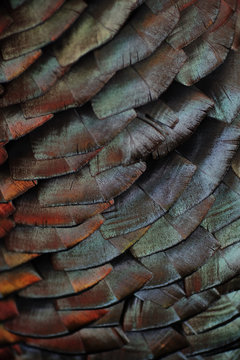 turkey feathers