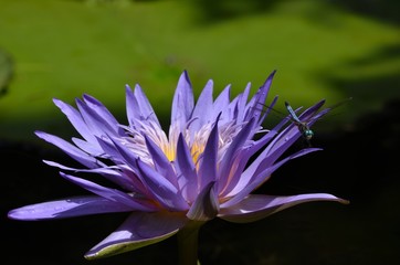 purple lily closeup