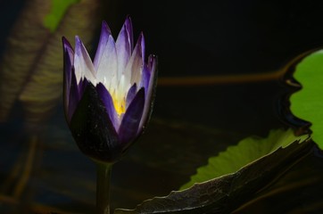 dark purple and white lily bud