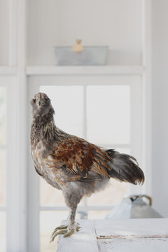 chicken