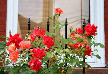 Fototapeta na wymiar Red Flower Box