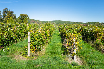Fototapeta na wymiar Rows of Grapevines under Blue Sky on a Sunny Autumn Day. Finger Lakes, Upstate New York