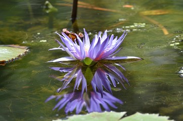 water lily reflection