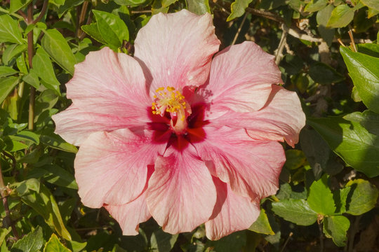 Close up of a large single pink Hibiscus flower set against its green foliage. in the summer sunshine