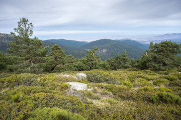 Fototapeta na wymiar Scots pine forest and padded brushwood (Cytisus oromediterraneus and Juniperus communis) in Siete Picos (Seven Peaks) range, in Guadarrama Mountains National Park, province of Segovia, Spain