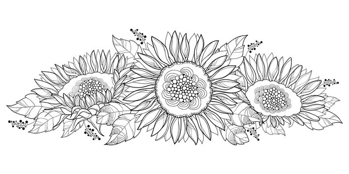 Vector composition with outline open Sunflower or Helianthus flower and leaves isolated on white background. Floral elements in contour style with ornate Sunflowers for summer design or coloring page.