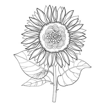 Vector stem with outline open Sunflower or Helianthus flower and leaves isolated on white background. Floral elements in contour style with ornate Sunflowers for summer design and coloring book.
