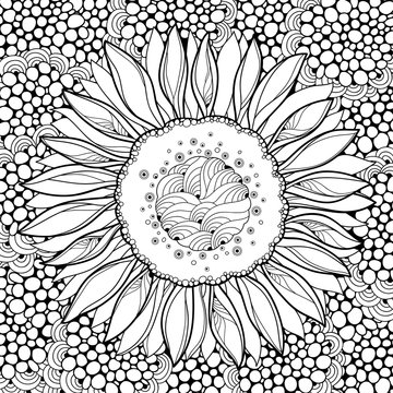 Vector composition with outline open Sunflower or Helianthus flower on the abstract background. Floral elements in contour style with ornate Sunflower for summer design or adult coloring page.