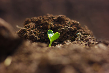 Growing water melon seed in farm