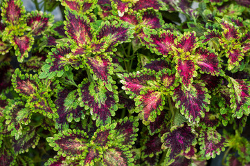 Colorful nettle leaves