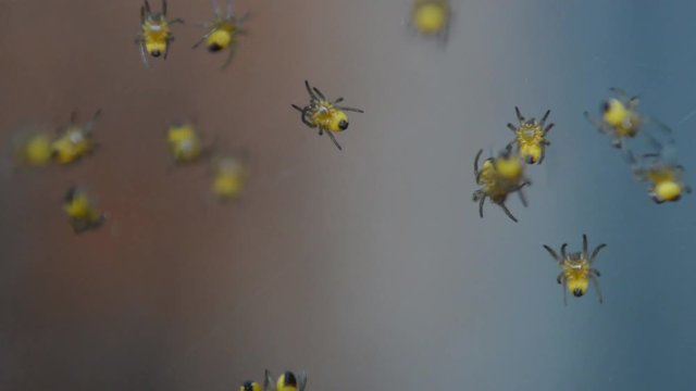 Video Aufnahme von vielen kleinen Baby Spinnen in einem Spinnennetz