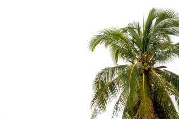 Fototapeta na wymiar Coconut tree alone with text space